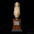 155MM Desktop Decoration Resin Ornament Home Decor LTCP-411